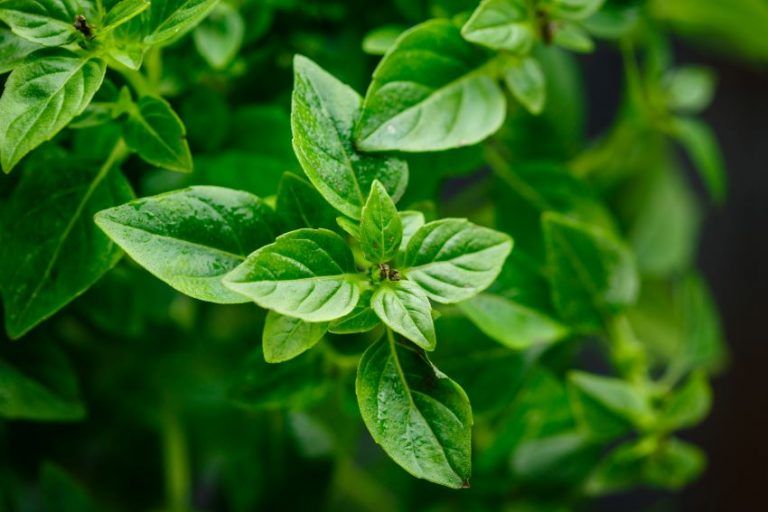 Albahaca fresca consejos para su conservación Organic Store