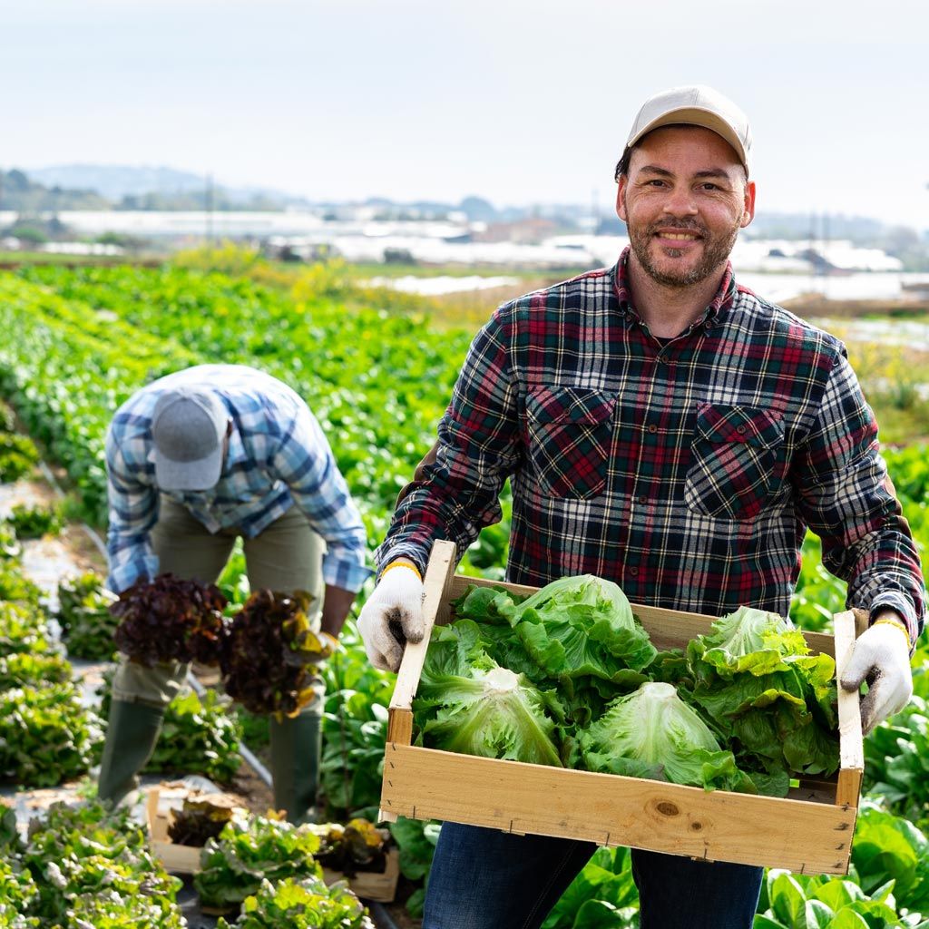 a group of men holding a box of lettuce