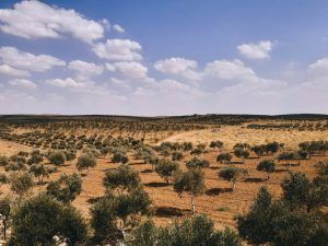 El cultivo del olivo