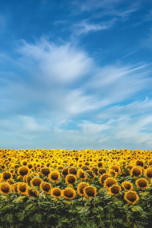 fertilización y abonado del girasol con leonardita