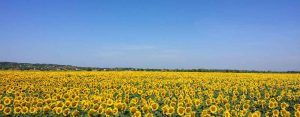 fertilización y abonado del girasol con leonardita sólida