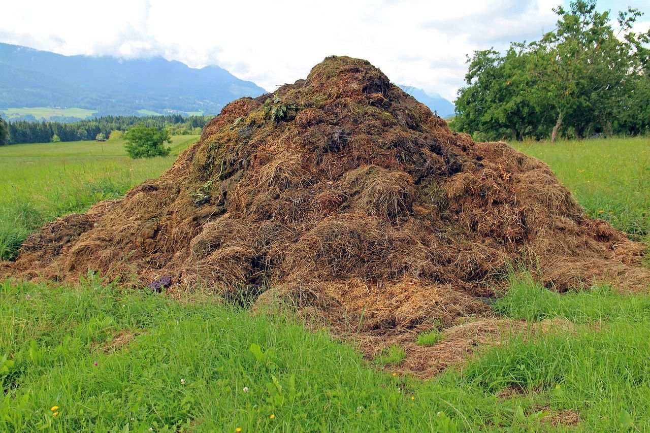 materia orgánica compost
