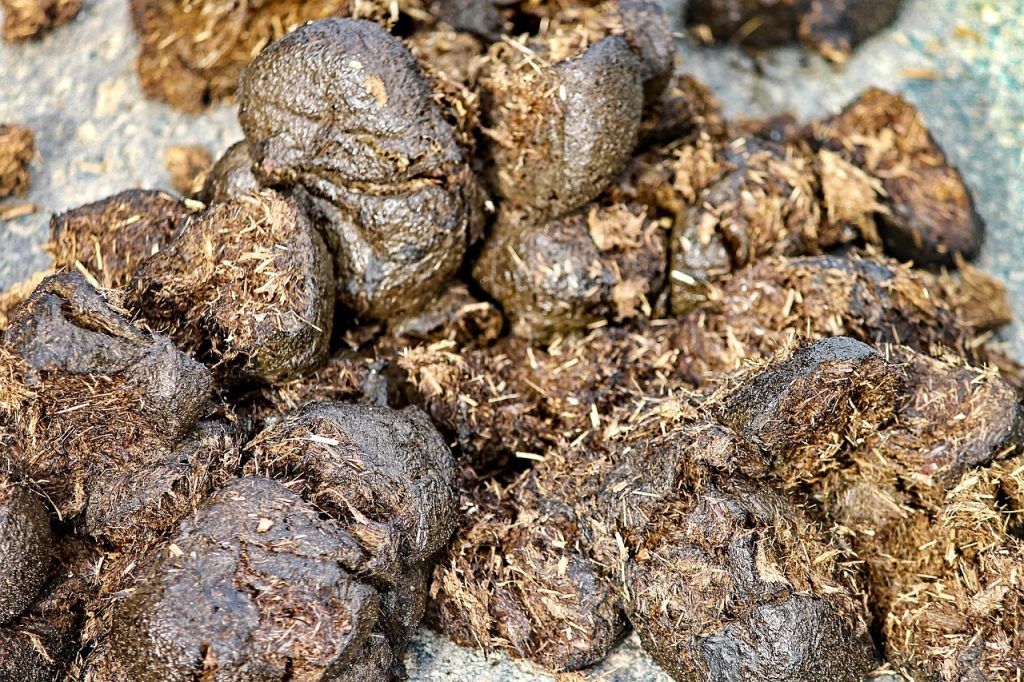 materia orgánica defecación animal