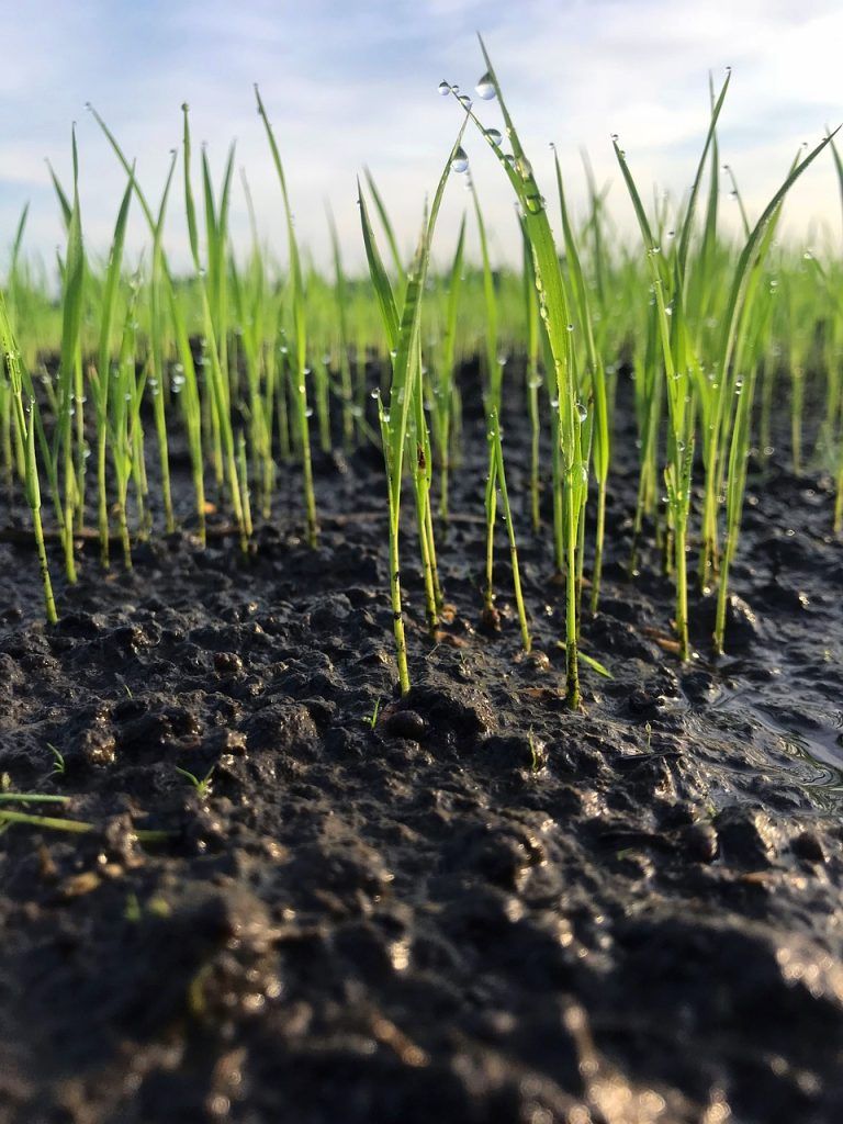 agricultura regenerativa