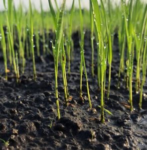agricultura regenerativa
