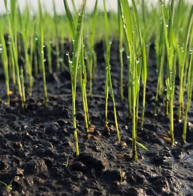agricultura regenerativa