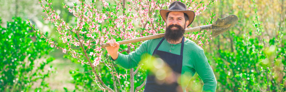 Densidad de plantación de cerezos por hectárea