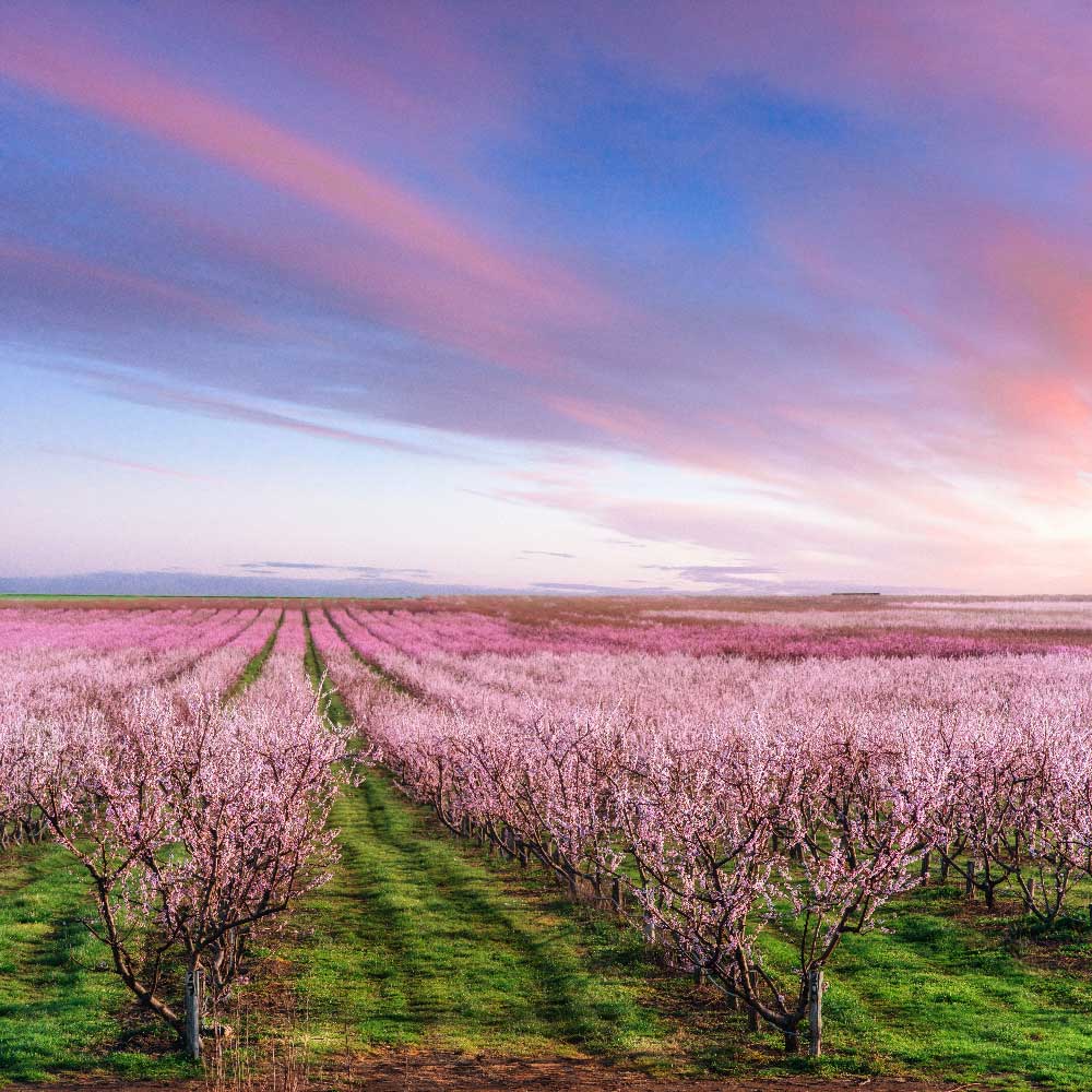 Densidad de plantación de cerezos por hectárea
