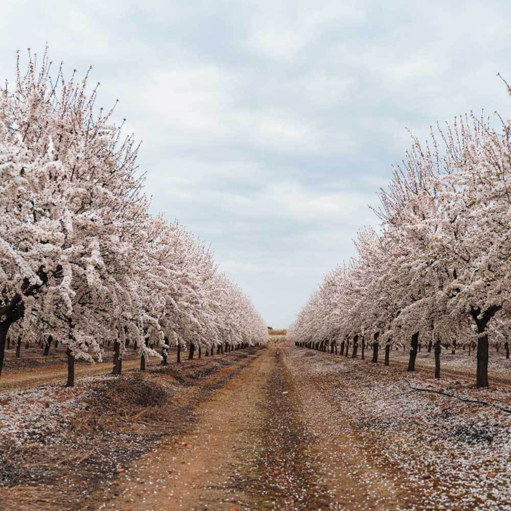 el cultivo del cerezo